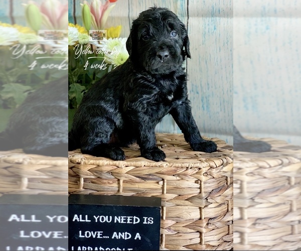 Medium Photo #13 Labradoodle Puppy For Sale in PAW PAW, MI, USA