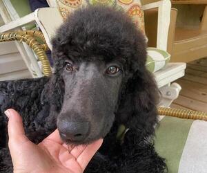 Poodle (Standard) Puppy for sale in GROVETOWN, GA, USA