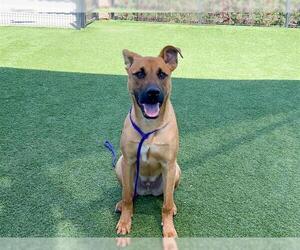 German Shepherd Dog-Unknown Mix Dogs for adoption in Orange, CA, USA