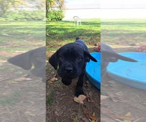 Cane Corso Puppy for sale in MOUNT WOLF, PA, USA