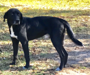 Great Dane-Unknown Mix Puppy for sale in HICKORY, MS, USA