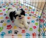 Small Photo #5 Shih Tzu Puppy For Sale in ORO VALLEY, AZ, USA