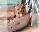 Small Chihuahua Mix