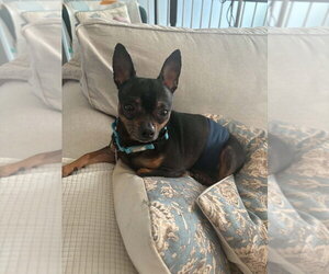 Chihuahua-Unknown Mix Dogs for adoption in Springdale, PA, USA