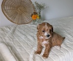 Small Photo #65 Poovanese Puppy For Sale in GOSHEN, IN, USA