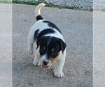 Puppy Puppy Quincy Jack Russell Terrier