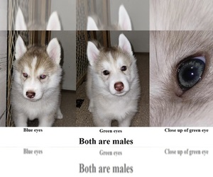 Siberian Husky Puppy for sale in KENNEWICK, WA, USA