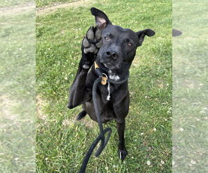 Athena - Female Mutt Dog for Adoption - Photo #4