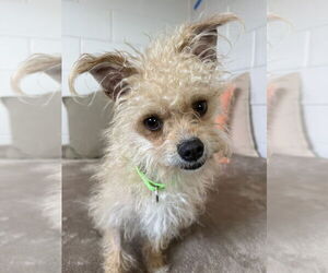 Mutt Dogs for adoption in San Leon, TX, USA