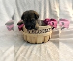 Small Photo #4 German Shepherd Dog Puppy For Sale in HAMILTON, NJ, USA