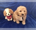 Small Photo #31 Poodle (Toy) Puppy For Sale in SAFFORD, AZ, USA