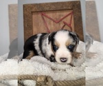 Small #1 Miniature Australian Shepherd
