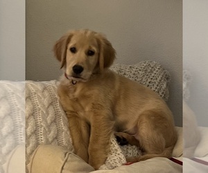 Golden Retriever Puppy for sale in BEAVERTON, OR, USA