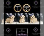 Small Photo #119 Maltipoo Puppy For Sale in WARSAW, IN, USA