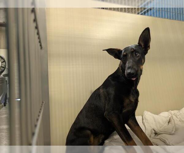 Medium Photo #1 Doberman Pinscher-Unknown Mix Puppy For Sale in Bakersfield, CA, USA