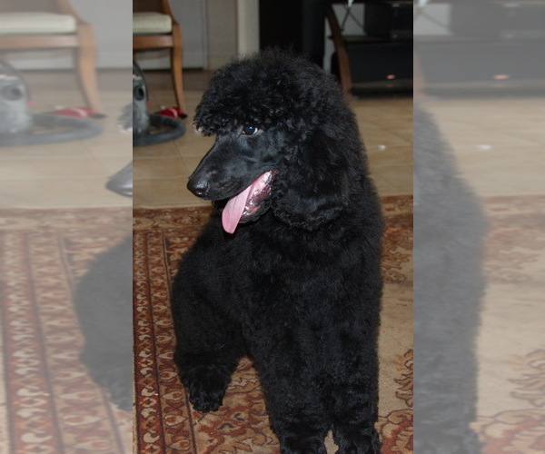 Medium Photo #4 Poodle (Standard) Puppy For Sale in CLEARWATER, FL, USA