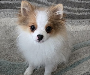 Medium Pomeranian