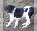 Small #1 Jack Russell Terrier Mix