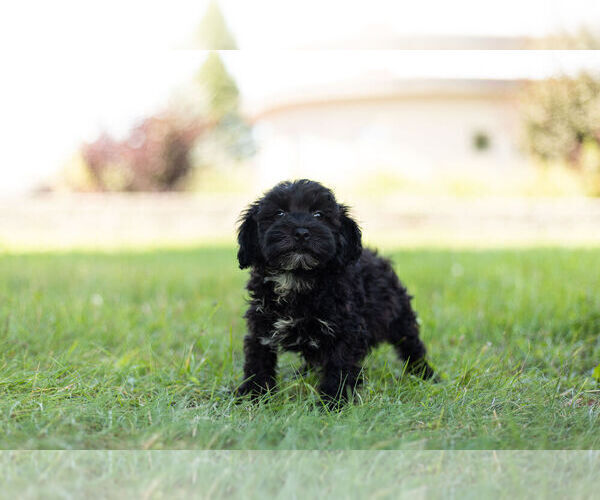 Medium Photo #7 Schnoodle (Miniature) Puppy For Sale in WARSAW, IN, USA
