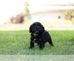 Small Photo #7 Schnoodle (Miniature) Puppy For Sale in WARSAW, IN, USA