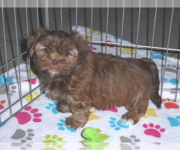 Medium Photo #10 Shorkie Tzu Puppy For Sale in ORO VALLEY, AZ, USA