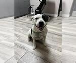 Small American Pit Bull Terrier Mix