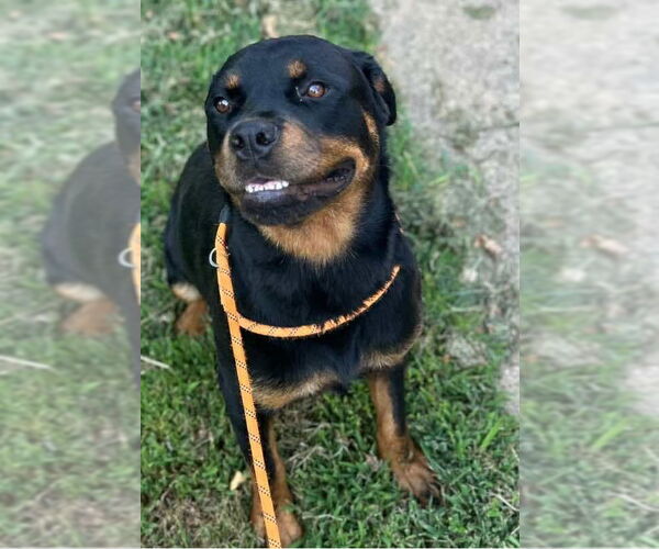 Medium Photo #4 Rottweiler Puppy For Sale in Hillsboro, NH, USA
