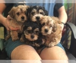 Small Photo #7 Shih Apso Puppy For Sale in SCOTTSDALE, AZ, USA
