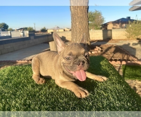 Medium Photo #5 French Bulldog Puppy For Sale in LONG BEACH, CA, USA