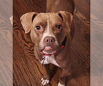 Small #3 American Staffordshire Terrier-Boxer Mix