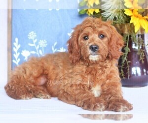 Cavapoo Puppy for sale in DENVER, PA, USA