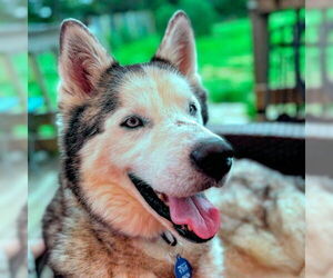 Siberian Husky Dogs for adoption in Omaha, NE, USA