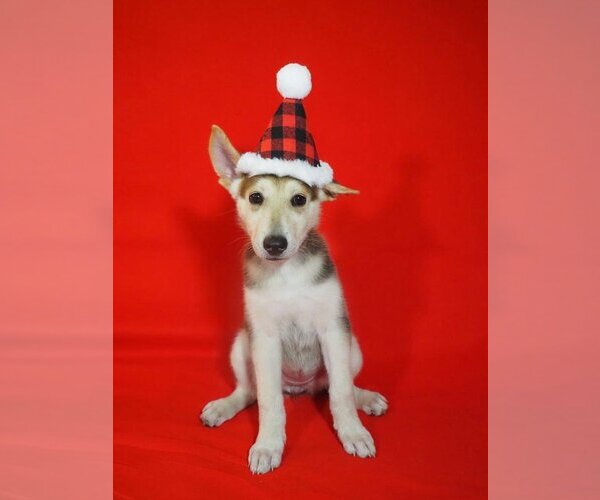 Medium Photo #1 Huskies -Unknown Mix Puppy For Sale in miami, FL, USA
