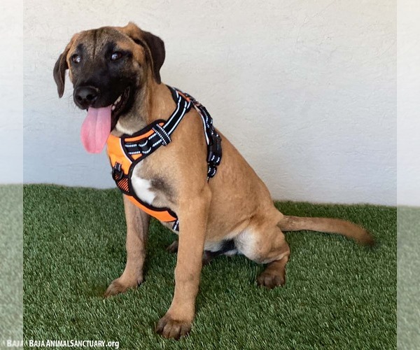 Medium Photo #2 Black Mouth Cur-Unknown Mix Puppy For Sale in San Diego, CA, USA