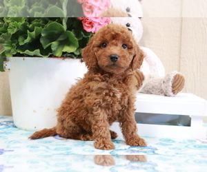 Goldendoodle Puppy for sale in FROSTPROOF, FL, USA