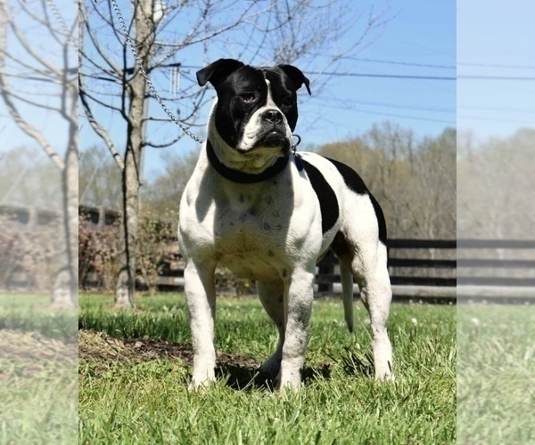 Medium Photo #1 American Bulldog Puppy For Sale in COLUMBIA, KY, USA