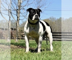 Mother of the American Bulldog puppies born on 05/21/2025