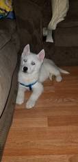 Siberian Husky Puppy for sale in SAINT LOUIS, MO, USA