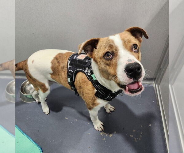 Medium Photo #1 Mutt Puppy For Sale in Walnutport, PA, USA