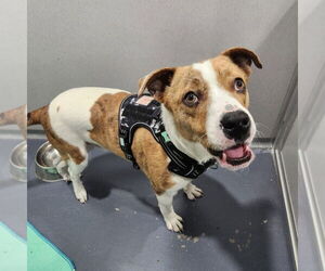 Mutt Dogs for adoption in Walnutport, PA, USA