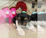 Small Photo #10 Yorkshire Terrier Puppy For Sale in GREENWOOD, IN, USA