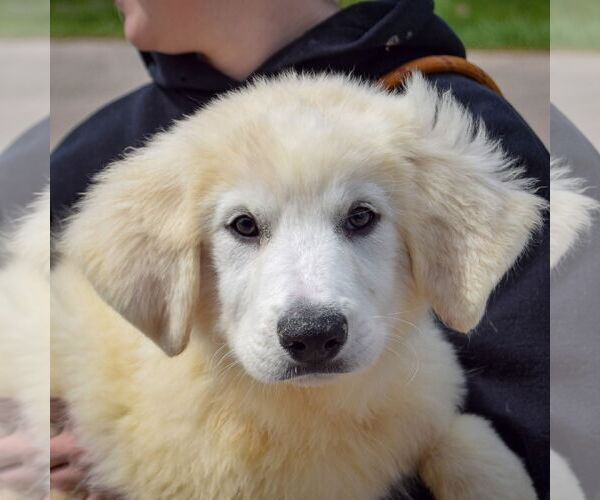 Medium Photo #6 Great Pyrenees Puppy For Sale in Huntley, IL, USA