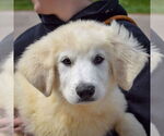 Small #5 Great Pyrenees
