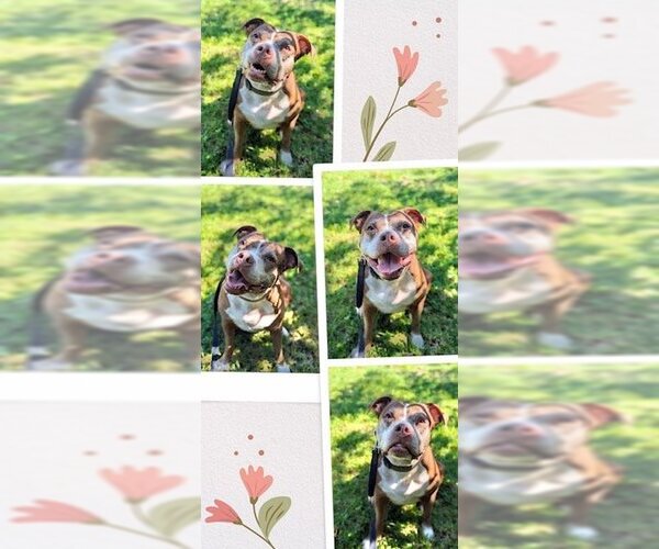 Medium Photo #5 American Pit Bull Terrier Puppy For Sale in Weston, FL, USA