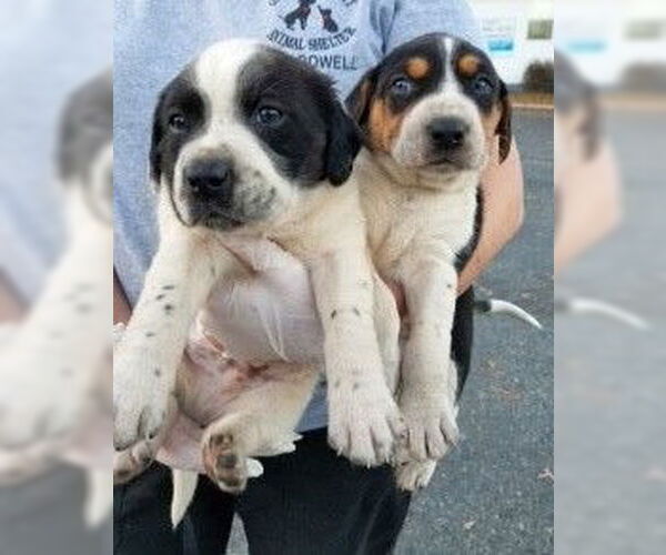 Medium Photo #6 Treeing Walker Coonhound-Unknown Mix Puppy For Sale in Rockaway, NJ, USA