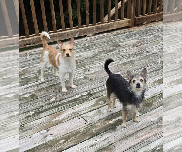 Medium Photo #3 Chihuahua-Unknown Mix Puppy For Sale in Columbus, IN, USA