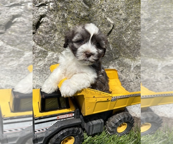 Medium Photo #3 Havanese Puppy For Sale in MIDDLEBURY, IN, USA