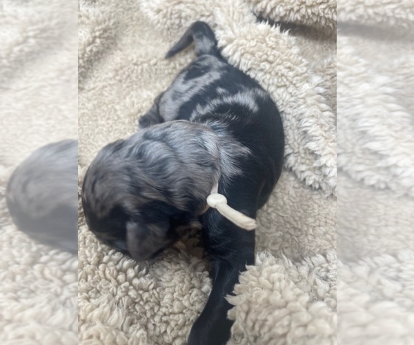 Medium Photo #25 Goldendoodle Puppy For Sale in PIERSON, FL, USA