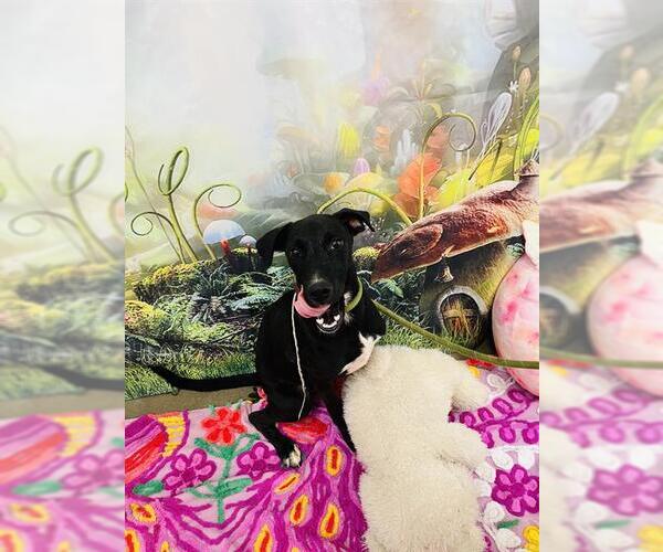 Medium Photo #1 Labrador Retriever-Unknown Mix Puppy For Sale in Globe, AZ, USA