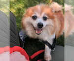 Small Pomeranian